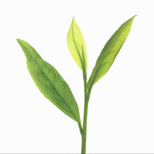 BENIFUKI – Allergy Relief Japanese Green Tea (30 Tea Bags)