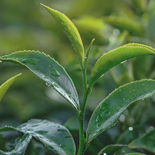 SARYU SOSO – Japanese Diet Pu-Erh Tea (30 Tea Bags)